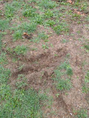 The divot they left in my lawn