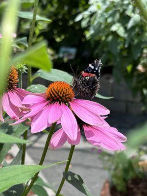 Echinacea with a visitor