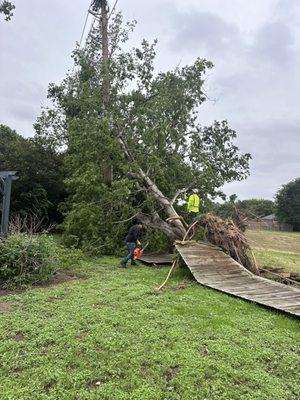 Large tree removal