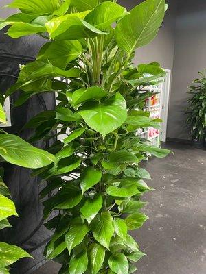 6' Pothos Totem