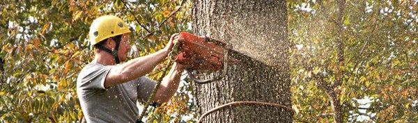 Alpine Tree Service tree cutting