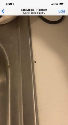 Roaches on sink, escaped inside my coffee pot