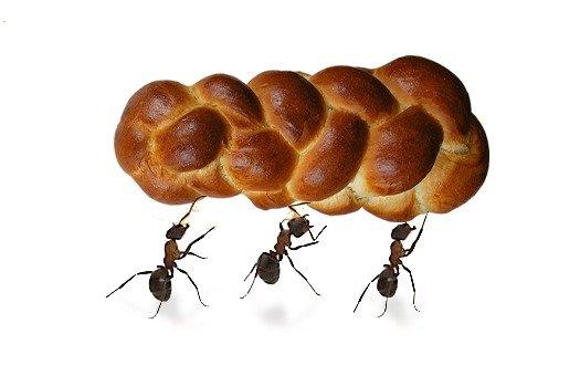 Don't let ants take your food, let us eliminate your ant problem