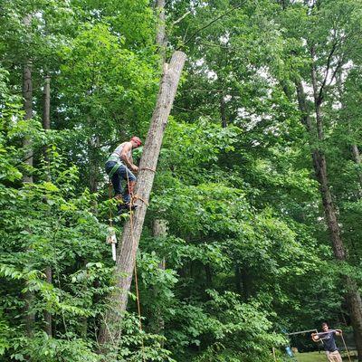 Removing a maple tree that is leaning right over the customers house!