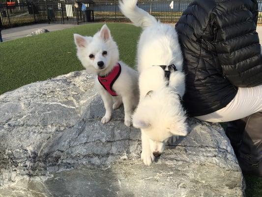 My pups enjoying the rock on the hill.