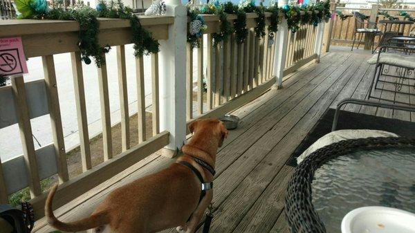 Bean porch dog