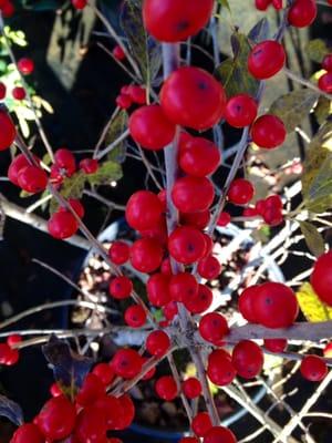 Red Sprite Holly from our Plant Center