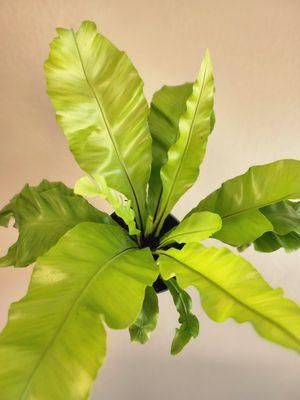 Birdsnest fern