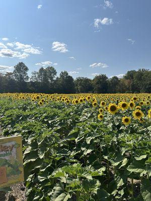 Sunflowers