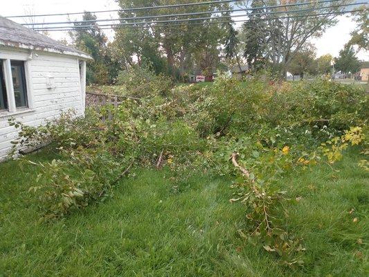 Overgrowth around side of garage