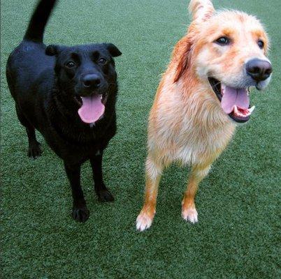 Bruce (on the left!) enjoying playtime at one of his many stays at Dogtopia Chesterfield!