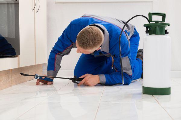 Quality Pest Control Services in Scottsdale and Phoenix area