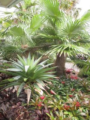 tropical garden landscape with exotic palms & bromeliads