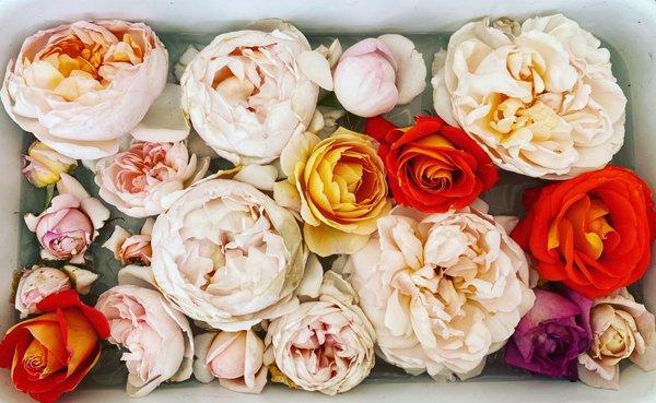 David Austin roses for Mothers Day.