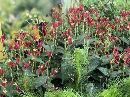 Philadelphia Flower Show '21 at FDR park