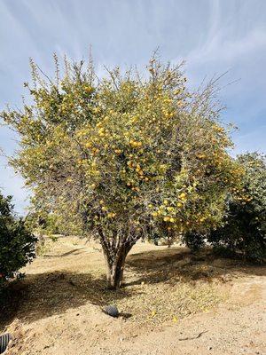 Cotton Lane Citrus U-Pick