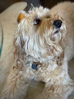 Kindest best groomer ever...Ollie is always happy to see him..they always do a fantastic job and follow instructions.