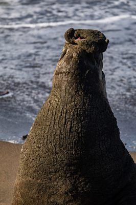 Elephant Seal Vista Point