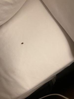 Bed bug