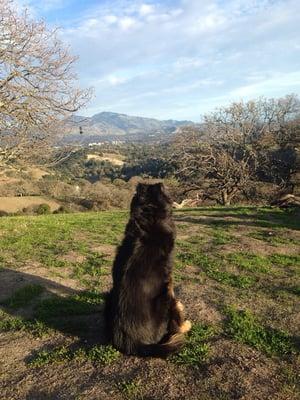 Old Bill on a hike in Briones.