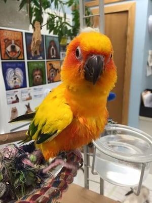 Come meet Josie, our office bird!