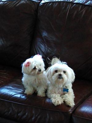 L to R is Gidget and Buster