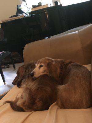 Lil Red Dog, Busby - dachshunds. Max a Boykin Spaniel