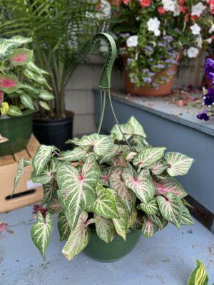 Caladium