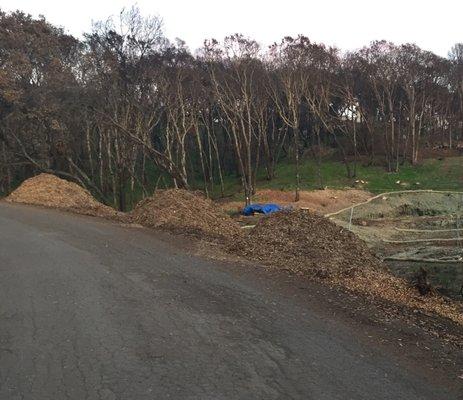 Trees acidic content will go directly into Creek