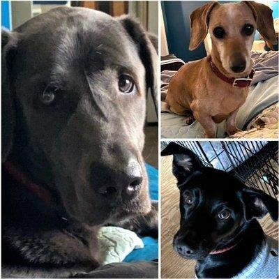 Luca (silver lab) Frida( mini dachshund) Jax (mixed breed) loyak costumers since 2019 wouldnt take my pets anywhere else!