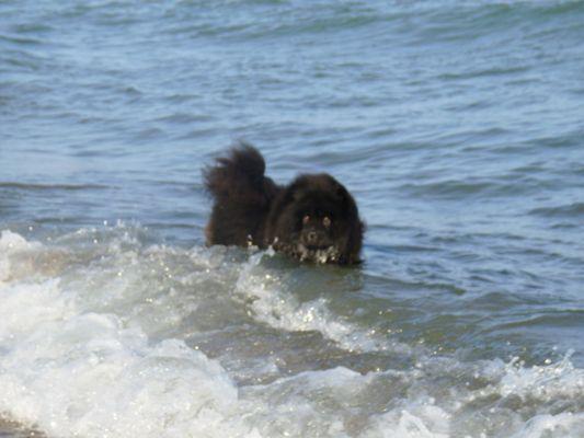 Kobe in Lake Michigan