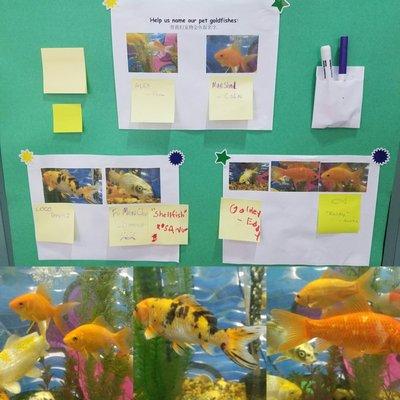 Naming the goldfish at the school.