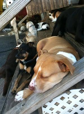 Lounging in the sun in one of The Dog Scoop's 3 yards.