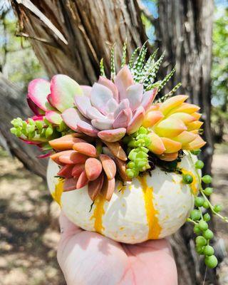 Succulent tiger striped pumpkin