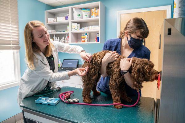 Doctor examining a dog at Park Veterinary Hospital & Urgent Care