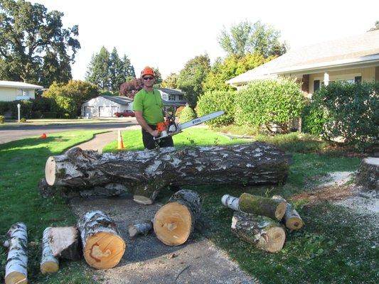 Birch Tree removal in Eugene. The tree was infested with Bronze Birch Borer and damaged by the 2016 ice storm.