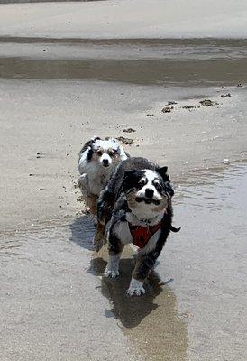 Ellie & Dally at the beach