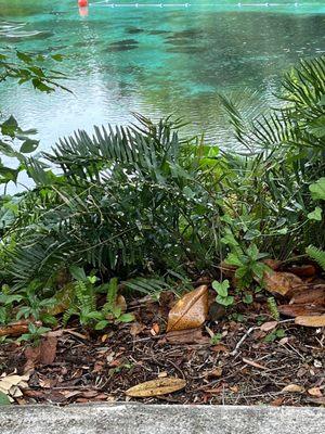 Rainbow Springs State Park