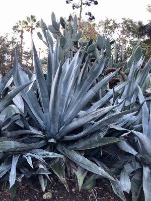 Giant Aloe