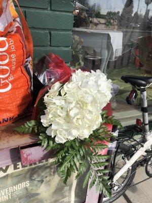 Beautiful hydrangeas in a nice arrangement that Jessica from Melody's Flowers made up for me. Just right and very reasonably priced