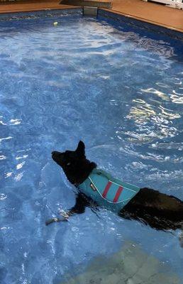 Alaska K9 Aquatics