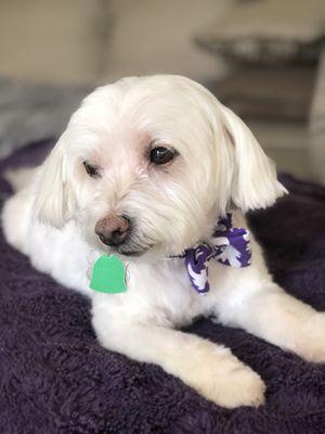 Stanley back home with his new haircut.