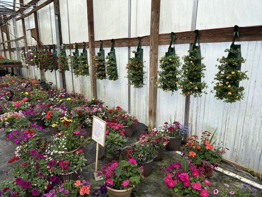 Potted flowers for planting.