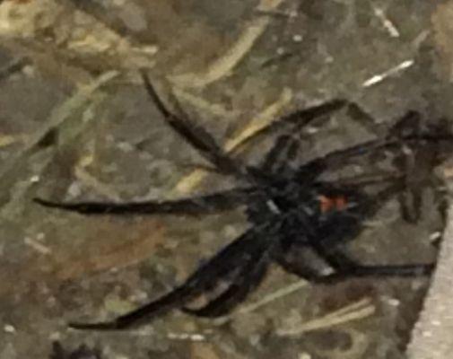 Big black widow spider