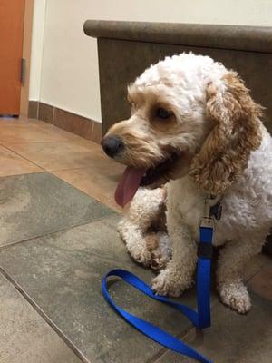 Waiting like a good boy to see the vet