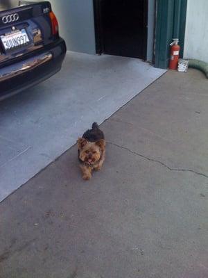 Barney, the cutest guard dog I've ever seen at a garage.