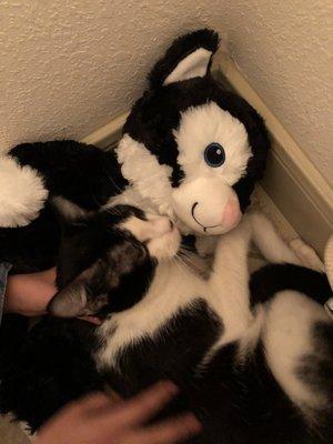 Adopted cat and stuffed animal from BARC