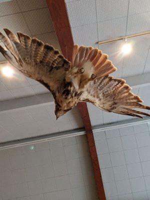 Red tailed hawk display