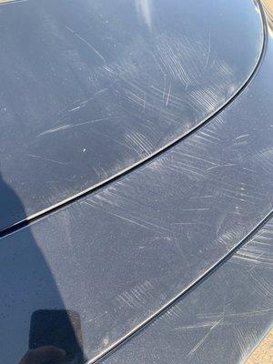 Trunk swirl marks from brushes