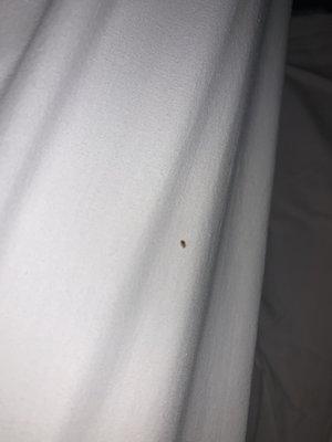 Baby bed bug